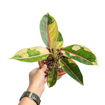 Transform Your Space with the Aglaonema Houseplants Collection