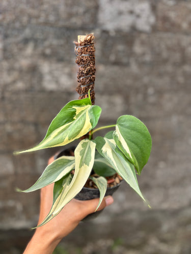 Philodendron Cream Splash