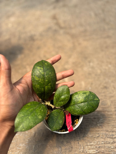 Hoya Larisa Splash