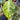 Alocasia Dragon Scale Variegated