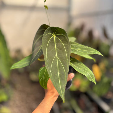 Anthurium Forgetii Long