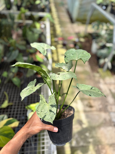 PS0937 Syngonium Green Splash - Mature