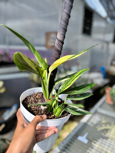 Ps10-26 Monstera Standleyana Aure Variegated - 2 Plant