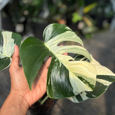 Monstera Jungle Mint Variegated