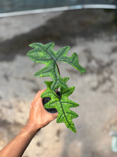 Alocasia Jacklyn - Plantstop.us