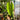 Anthurium Waterburyanum X Warocqueanum