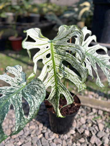 Monstera Devil Monster