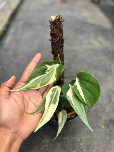 Philodendron Cream Splash