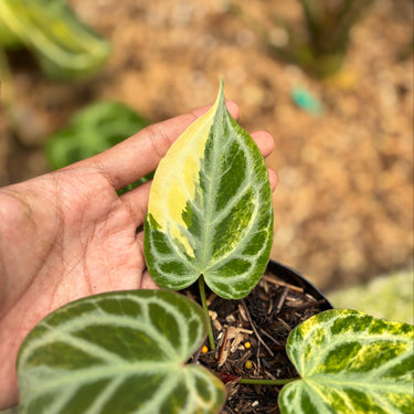 Anthurium Silver Tiger Variegated