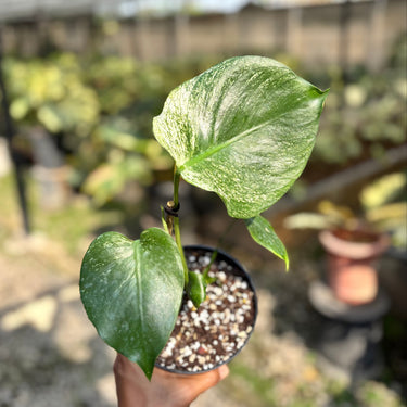 Monstera Devil Monster - Medium