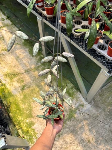 Hoya Sigillatis Silver Pink