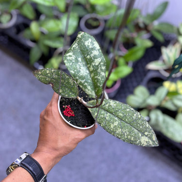 Hoya Clemensiorum Black Patina