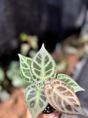 Ps10-54 Anthurium Kos x Rc