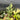 Philodendron Florida Beauty x Tortum Variegated