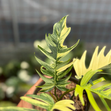 Philodendron Florida Beauty x Tortum Variegated