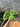 Monstera Esqueleto