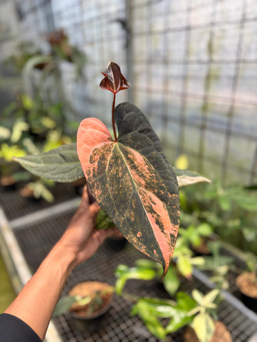 Anthurium Black Venom x RVDP Variegated