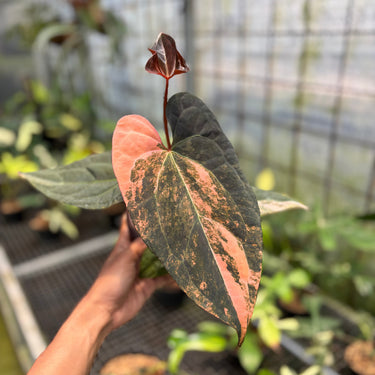 Anthurium Black Venom x RVDP Variegated