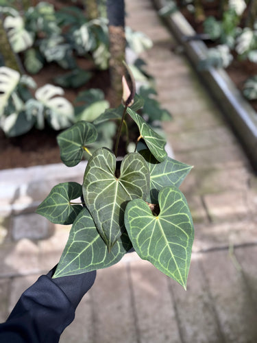 Anthurium Clarinervium - Mature size - Plantstop.us