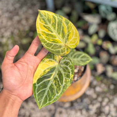 Anthurium Hellboy