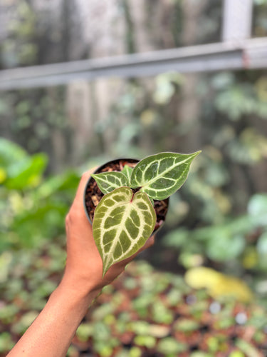 Anthurium Red Crystallinum Kos 01 x Red Tiger