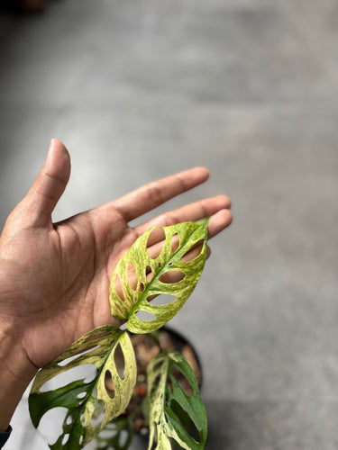 Monstera Adansonii ’Blanchetii’ Variegated