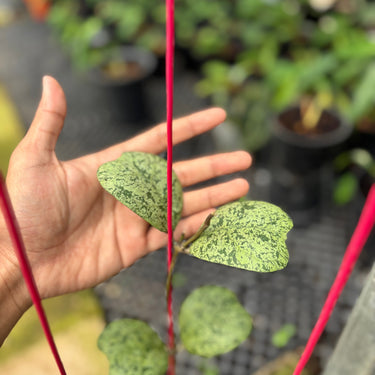 A close-up of a green trailing plant with mottled light green and dark green leaves, held by a person's hand against a blurred nursery background of other potted plants.
