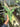 PS0925 Anthurium Dark Mama