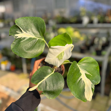 Monstera White Lava