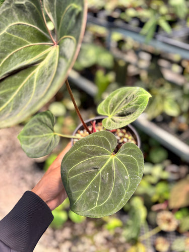 PS0948 Anthurium King Of Spades - Medium