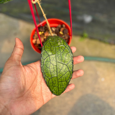 Hoya Clemensiorum Ancient Dragon