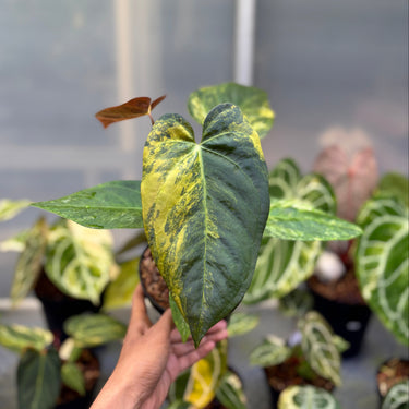 Anthurium Magna Porti x Papillilaminum Black Sweet Variegated