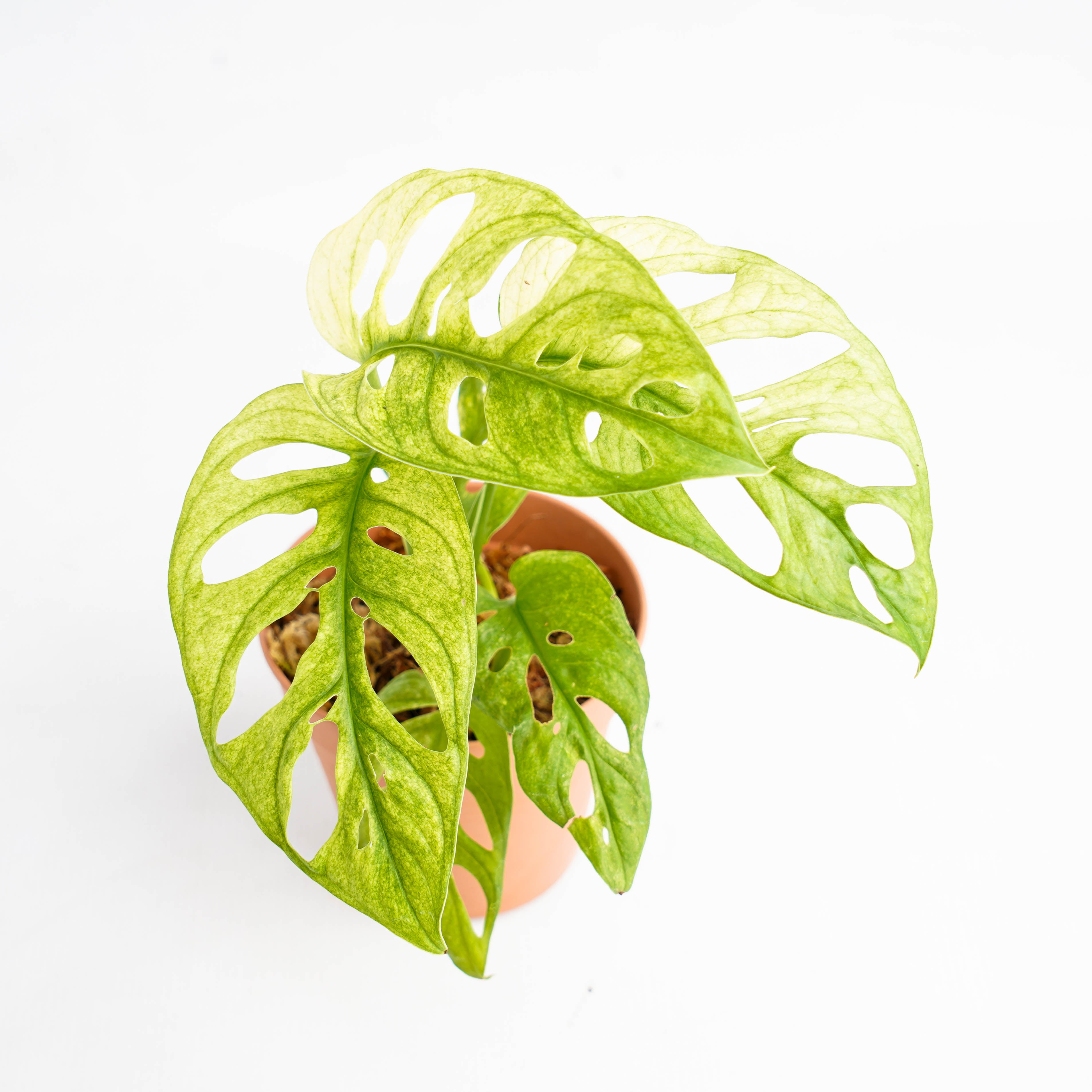 monstera adansonii variegated mint Monstera Adansonii Mint Variegated – Plantstop.us