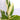 Diffenbachia Narrow