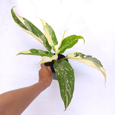 Diffenbachia Narrow