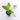 Diffenbachia Mint