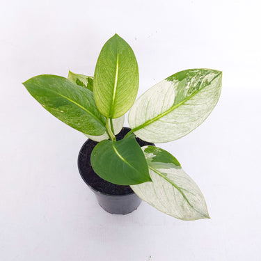 Diffenbachia Mint