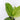Diffenbachia Mint