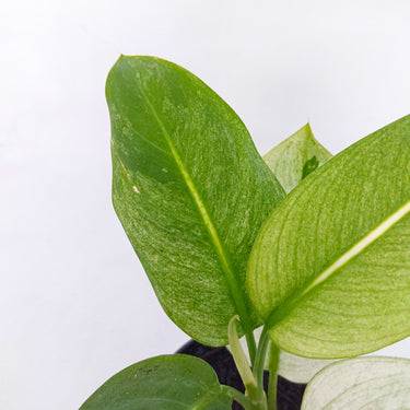 Diffenbachia Mint