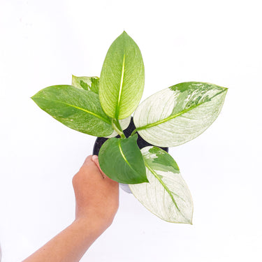 Diffenbachia Mint