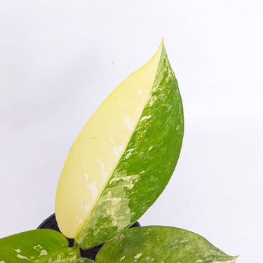 Diffenbachia Round Variegated