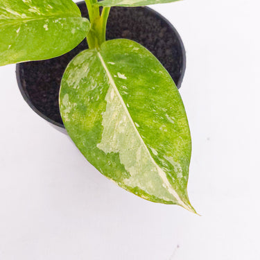 Diffenbachia Round Variegated