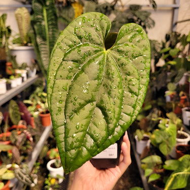 Anthurium Dark Phoenix x Luxurian