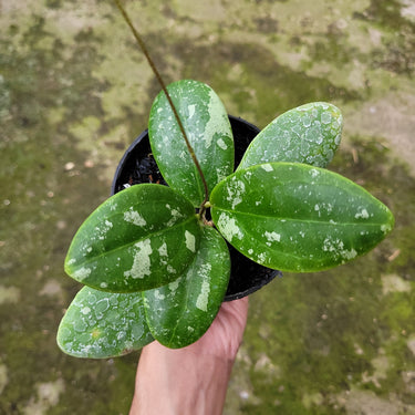 Hoya Rinzi Splash