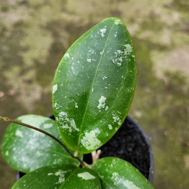 Hoya Rinzi Splash