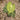 Anthurium Clarinervium x Warocqueanum