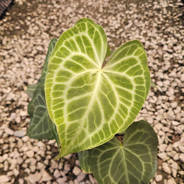 Anthurium Clarinervium x Warocqueanum