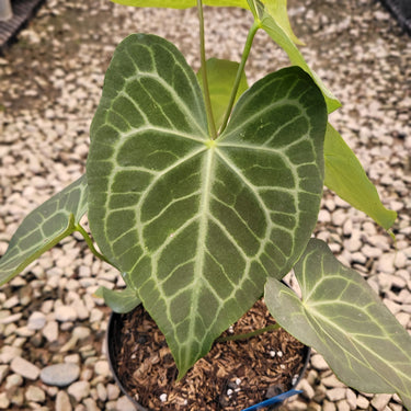 Anthurium Clarinervium x Warocqueanum