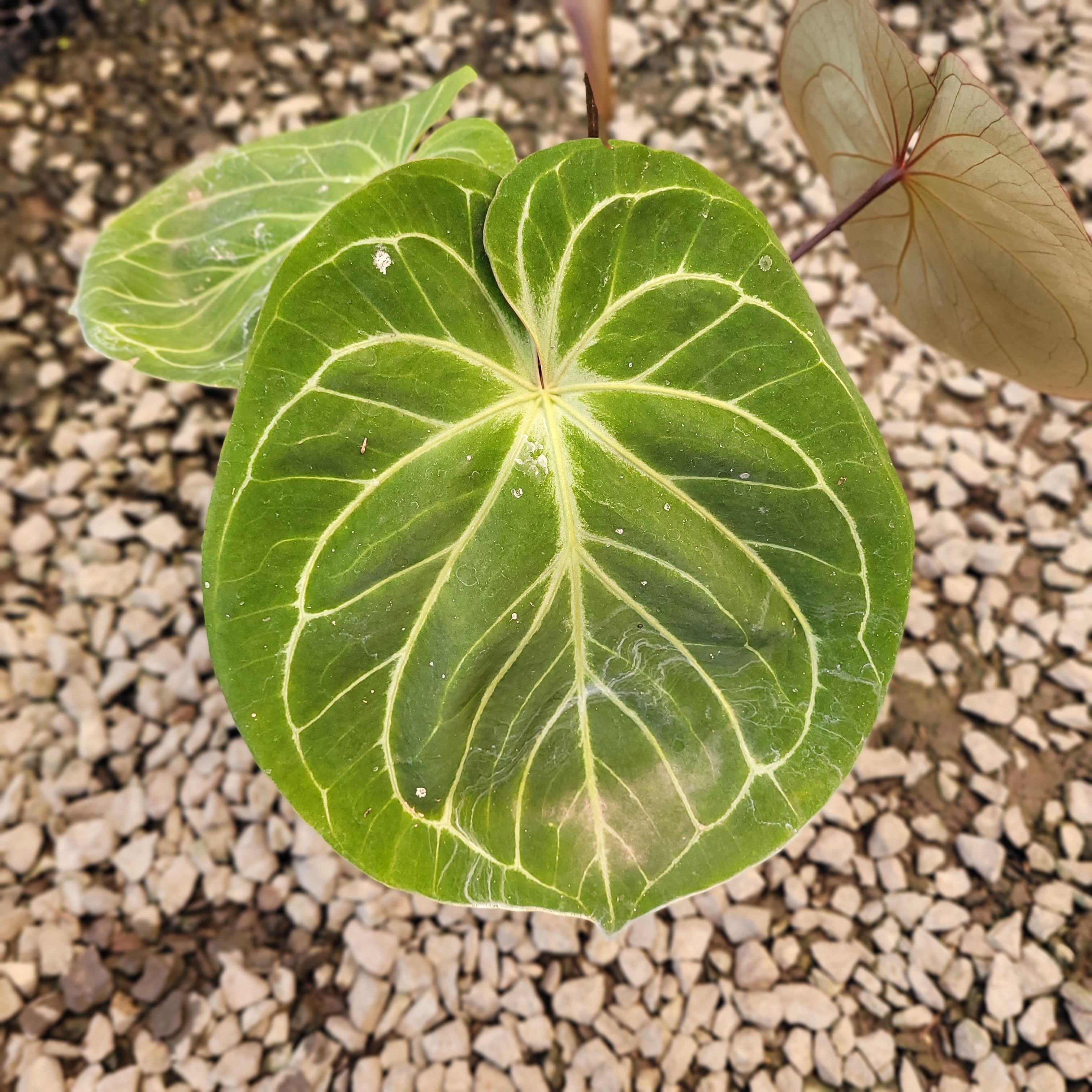 anthurium king of spades care Anthurium King of Spades Mother Size – Plantstop.us