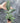 Hoya Sp Takengon Splash